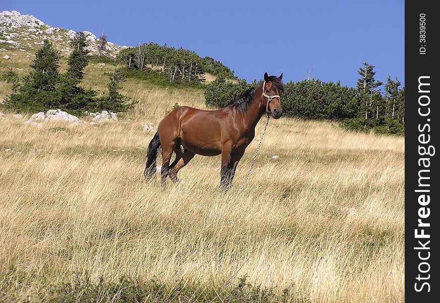 Wild horse in the mountain