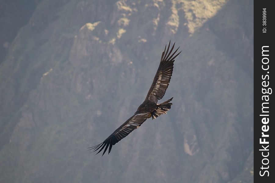 Flying Condor In The Colca Canyon