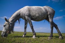 Grazing Horse Closeup Stock Image Grazing Horse Closeup Stock Image