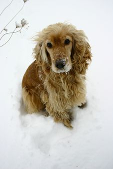 Cocker Spaniel Stock Photos Cocker Spaniel Stock Photos