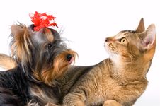The Puppy And Kitten Royalty Free Stock Image The Puppy And Kitten Royalty Free Stock Image