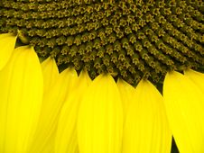 Sunflower Close-up Stock Image Sunflower Close-up Stock Image