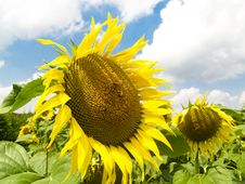 Sunflowers Royalty Free Stock Image Sunflowers Royalty Free Stock Image