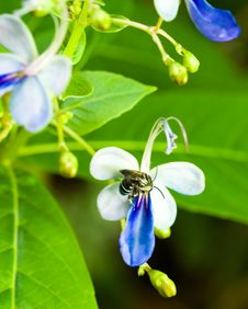 Carpenter Bee On Flower Stock Photography
