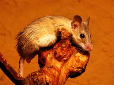 Mouse At Rest Stock Photography Mouse At Rest Stock Photography