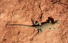 Lizard On The Red Rock Royalty Free Stock Image Lizard On The Red Rock Royalty Free Stock Image