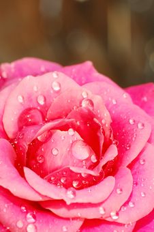 Inside The Rose Flower Royalty Free Stock Photos Inside The Rose Flower Royalty Free Stock Photos