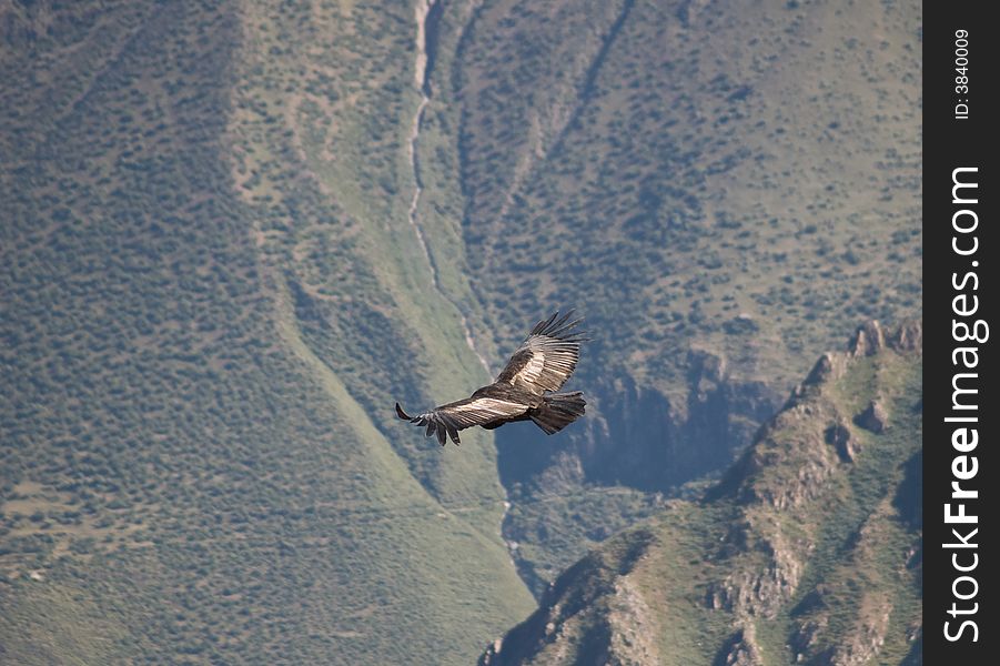 Flying Condor In The Colca Canyon