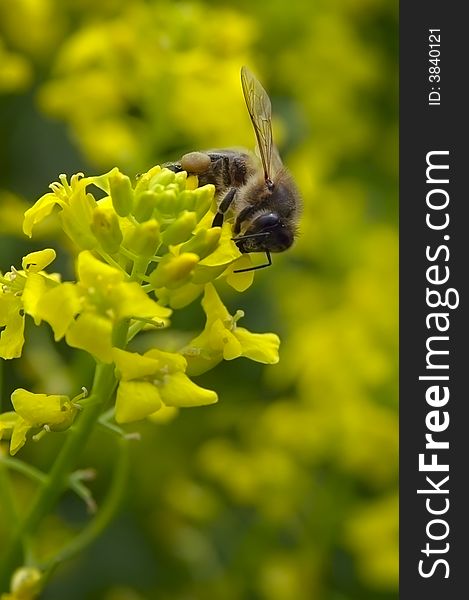 Wasp with a yellow flower