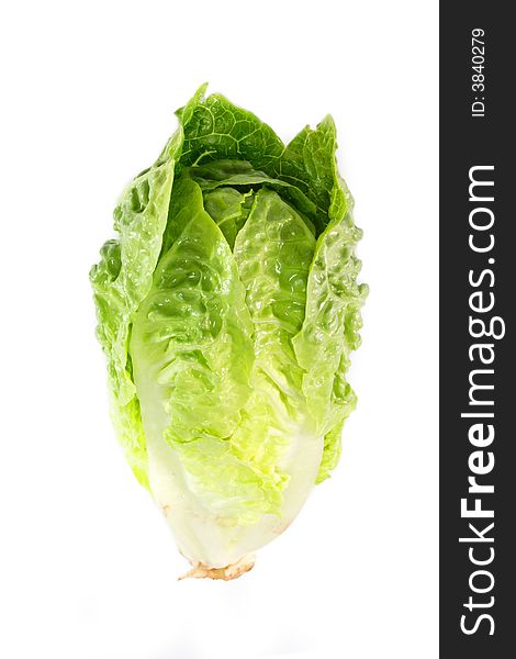 Green salad on bright background