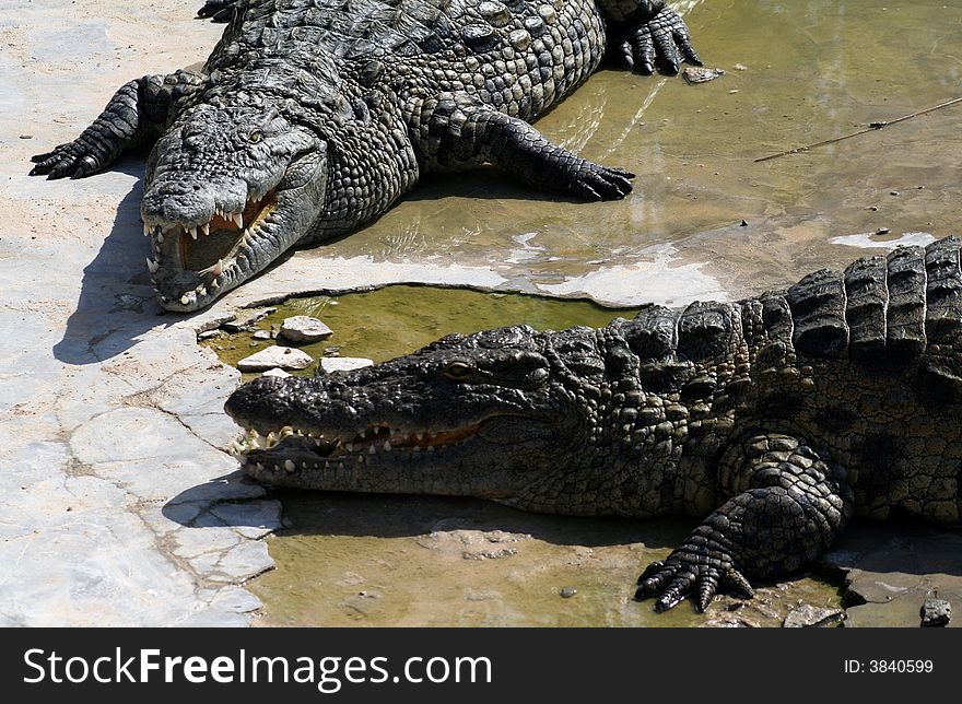 Two dangerous crocodiles on the water bank.