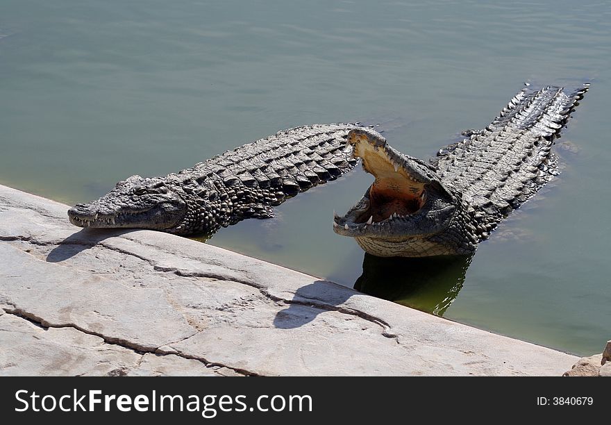 Crocodiles in the shallow water on the bank of the river.