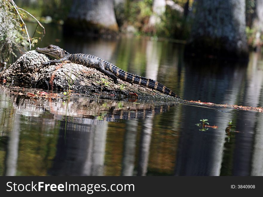 A baby alligator on a log