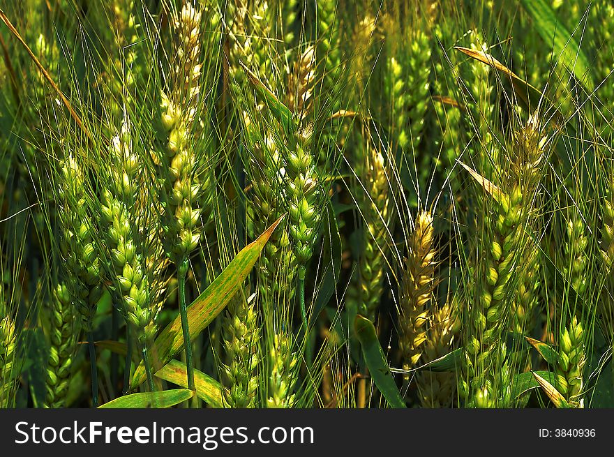 A wheat field in summer