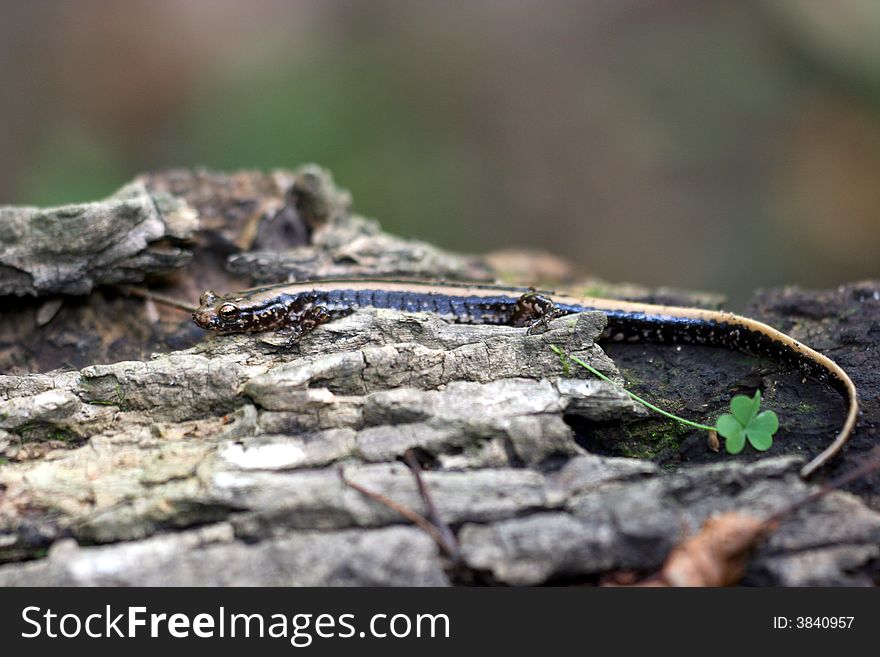 Three-lined salamander on a mossy log