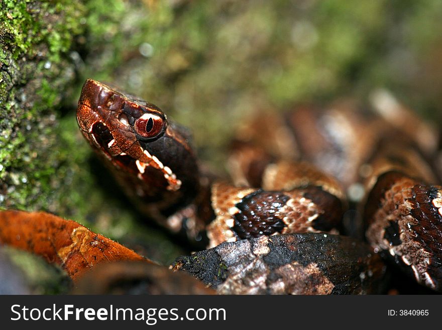 Cottonmouth snake from south carolina