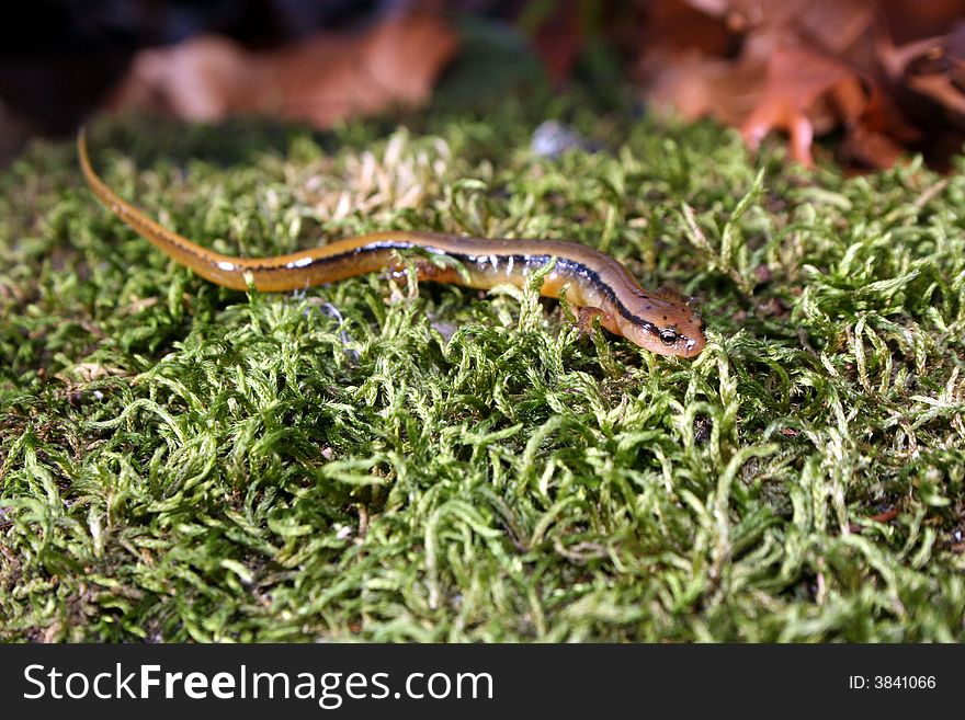 Two-lined salamander on a mossy rock