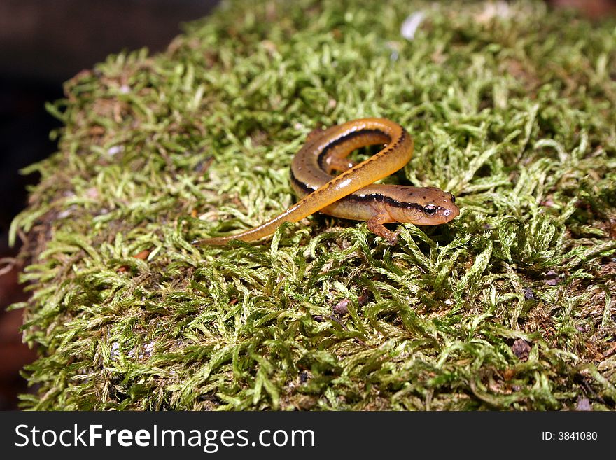 Two-lined salamander on a mossy rock