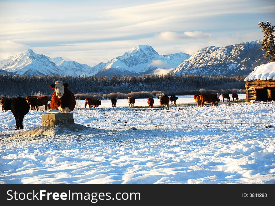 Cows on the ranch in winter. Cows on the ranch in winter