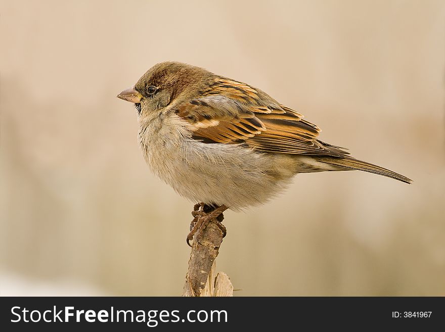 Sparrow On Brown Background
