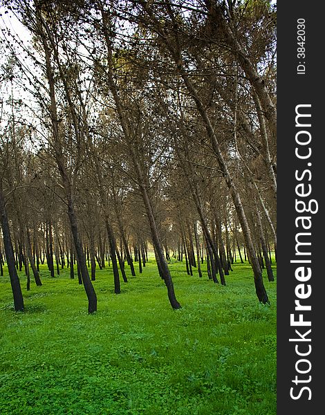 Pine forest - suggestive sicilian landscape in a Catania hinterland