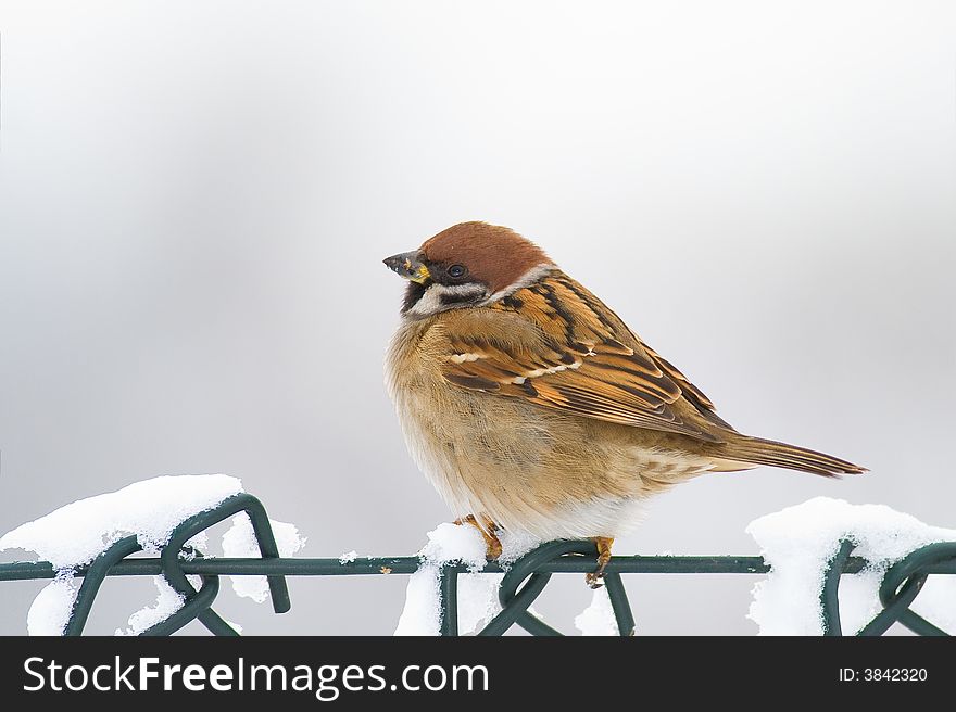 Eurasian Tree Sparrow (aka Passer Montanus)