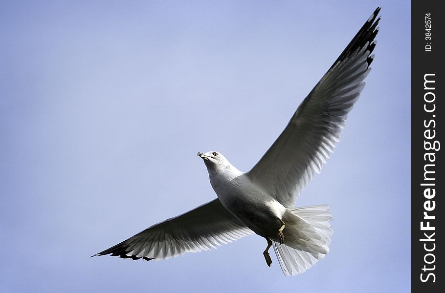 A seagull in flight with wings fully Extended