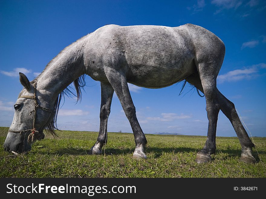 Grazing Horse Closeup