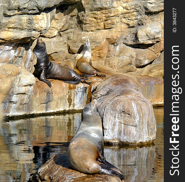 Sunbathing sea lions at a tide pool with matching rocks