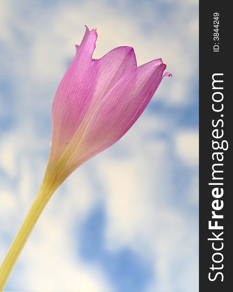 Lilac flower on a background of the blue sky and clouds