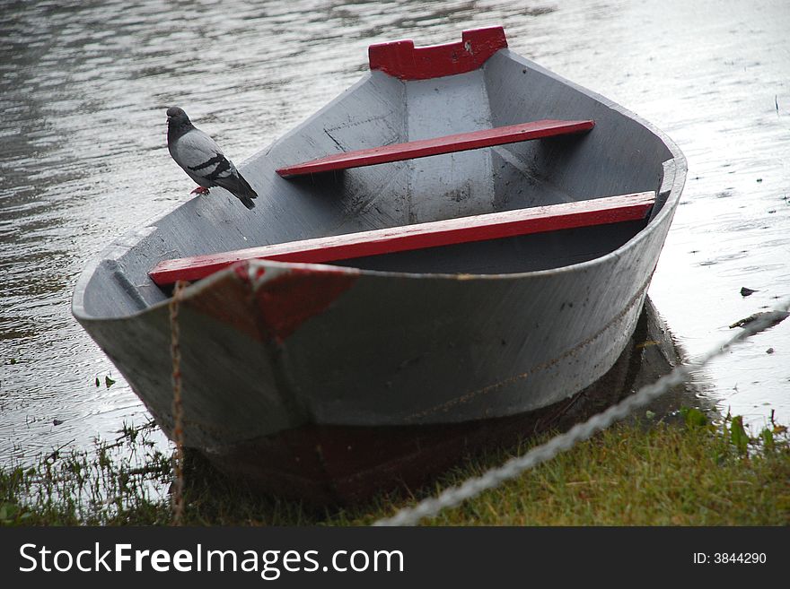 Lonely dove sitting on boat