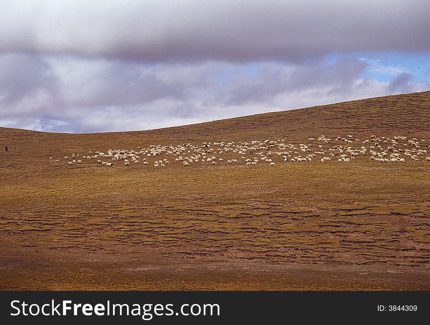 it is sheep in the meadow, it is in Tibet of China. See more my images at :). it is sheep in the meadow, it is in Tibet of China. See more my images at :)