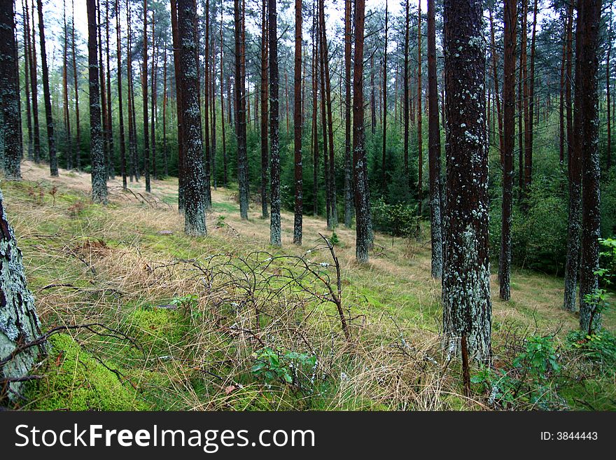 Beauty magic forest background, green trees in summer/autumn time...