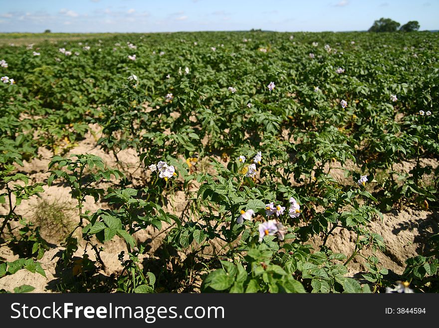 Field of green potatoes bush 
background cloudy sky