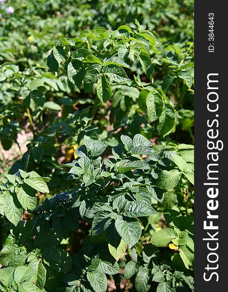 Field of green potatoes bush