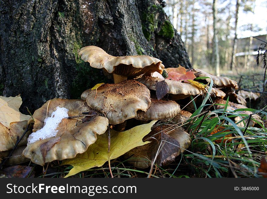 Mushroom In Misty Autumn Fores