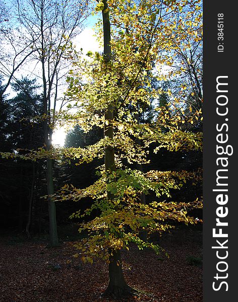 Autumn tree with yellow and green leaves in the sunshine. Autumn tree with yellow and green leaves in the sunshine.