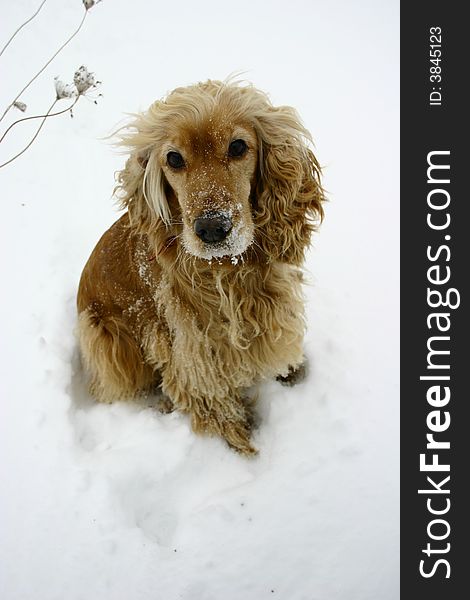 Cocker Spaniel- winter, snow, dog