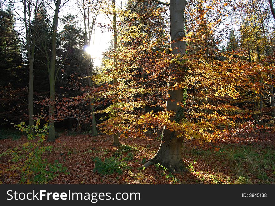 Autumn tree with yellow and orange leaves in the sunshine. Autumn tree with yellow and orange leaves in the sunshine.