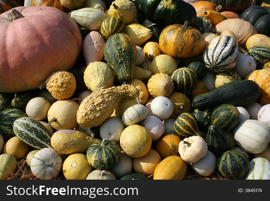 A bunch of pumpkins in different colors