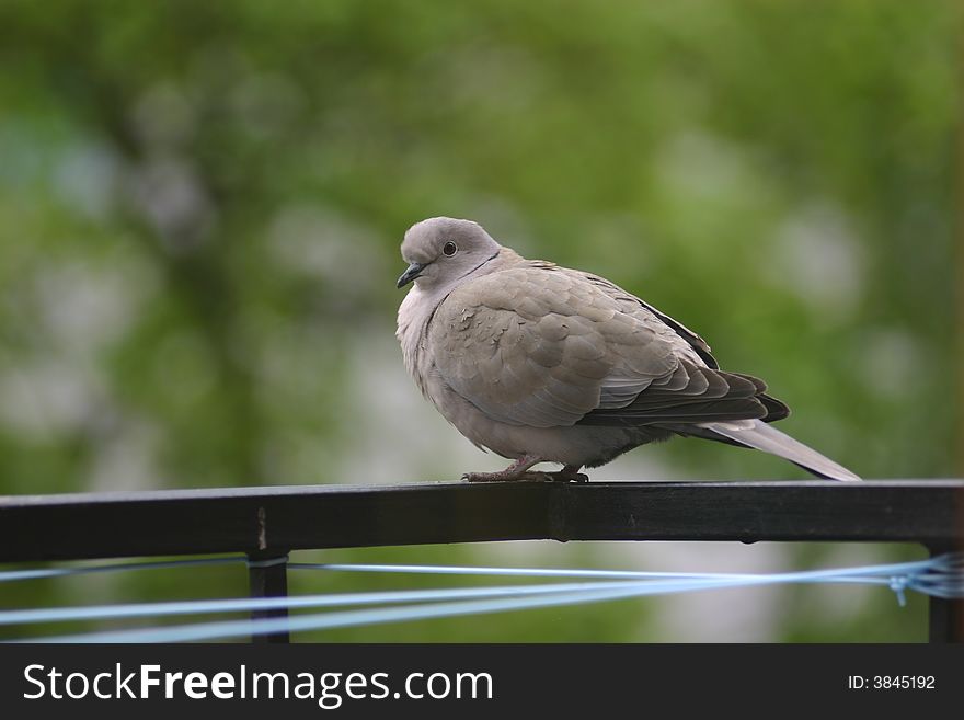 Bird on the balcony- pigeon. Bird on the balcony- pigeon