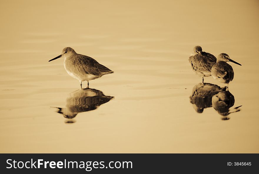 Three willets at sunset feeding at a lake in Queens New York