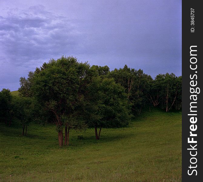 A beautiful forest in Mongolia. A beautiful forest in Mongolia