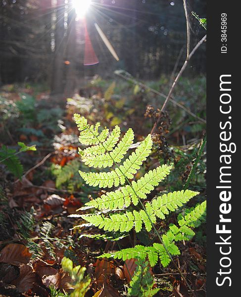 Green fern in the sunlight, in the autumn forest. Green fern in the sunlight, in the autumn forest.
