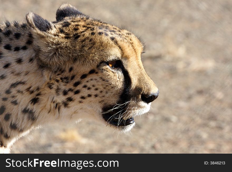 A cheetah head closeup in the late afternoon. A cheetah head closeup in the late afternoon