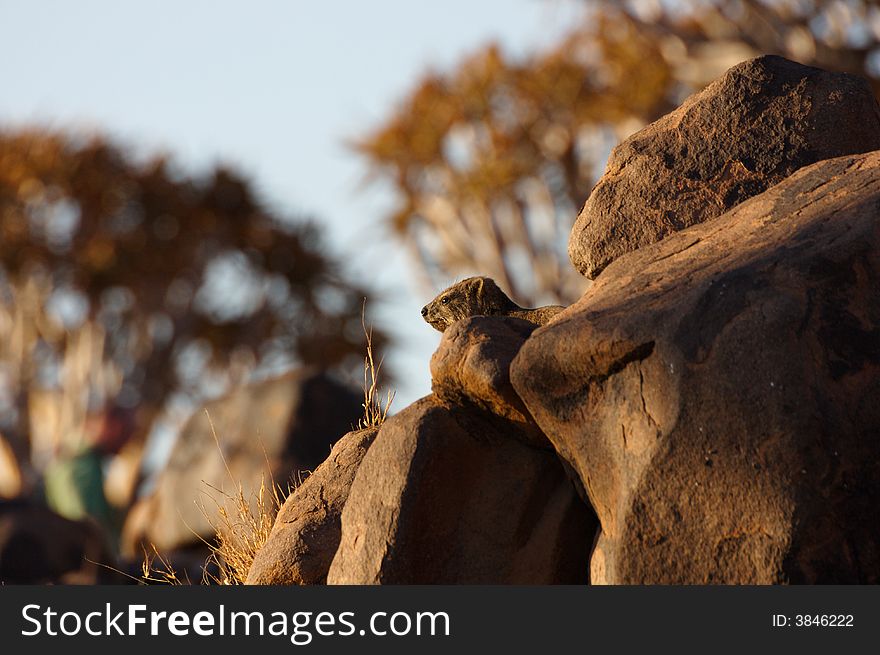 A Rock Hyrax camouflaging between rocks at sundown. A Rock Hyrax camouflaging between rocks at sundown