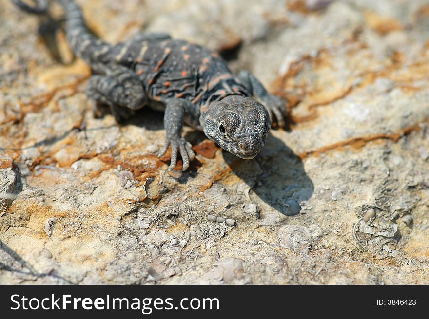 This small collard lizard is basking on a rock to absorb heat. This small collard lizard is basking on a rock to absorb heat.