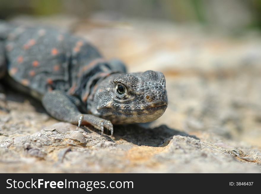 An image of a cute little collard lizard with limited depth of field focus. An image of a cute little collard lizard with limited depth of field focus.