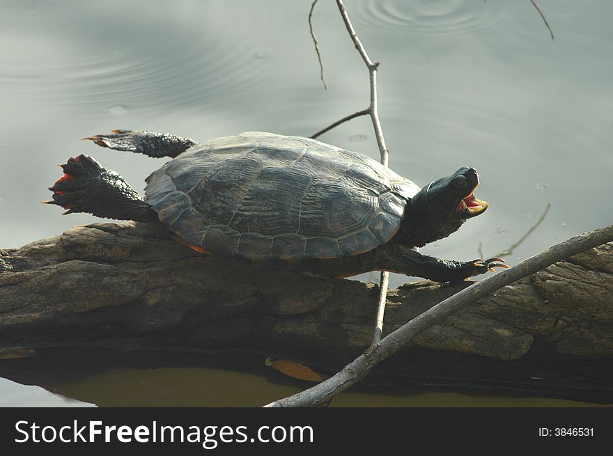 An aquatic turtle appears to be trying to fly while it basks in the sun on a log. An aquatic turtle appears to be trying to fly while it basks in the sun on a log.
