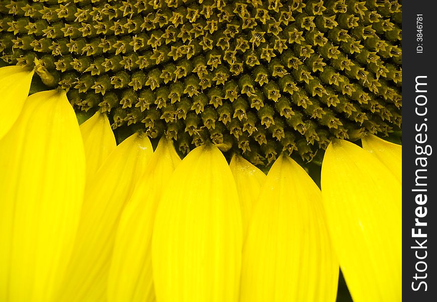 Beauty yellow sunflower petals. One big and beauty sunflower. Beauty yellow sunflower petals. One big and beauty sunflower